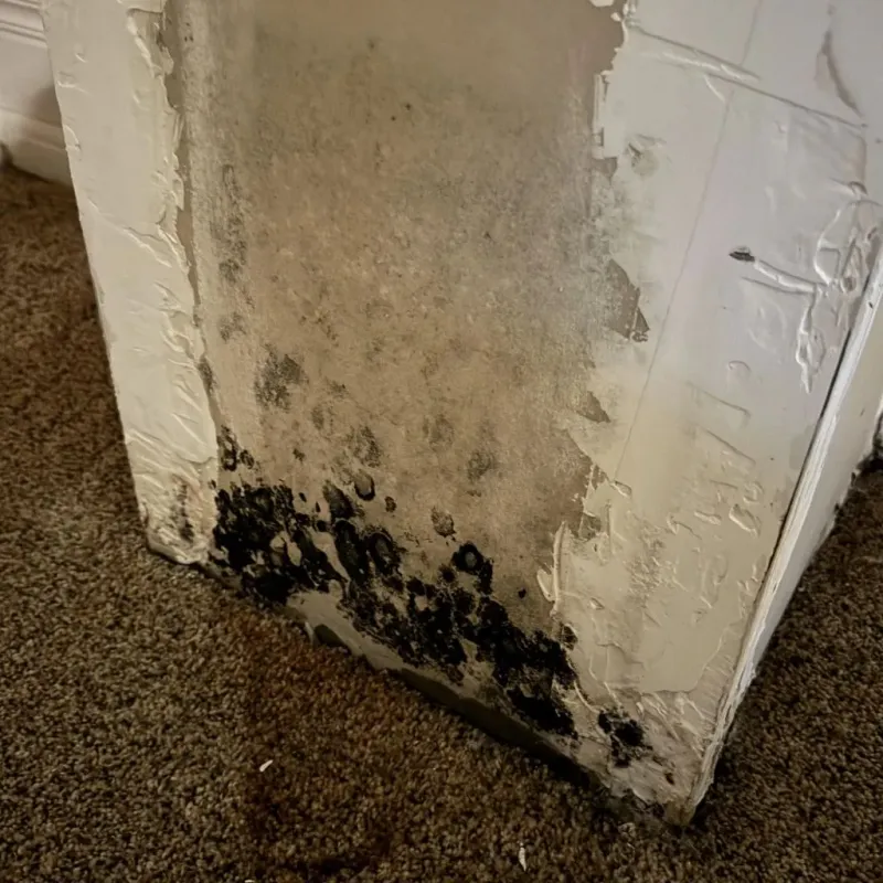 Professional Mold Removal in Fairhaven, MA